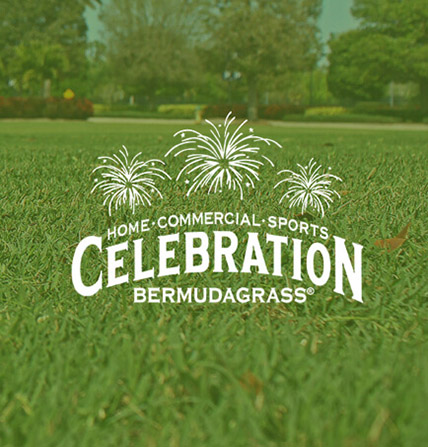 Travis Resmondo Florida Celebration Bermudagrass