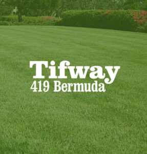 Travis Resmondo Florida Tifway 419 Bermuda