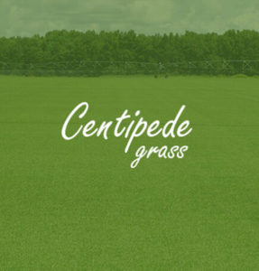 Travis Resmondo Florida Centipede Grass