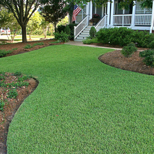 EMPIRE Zoysia - Travis Resmondo Sod